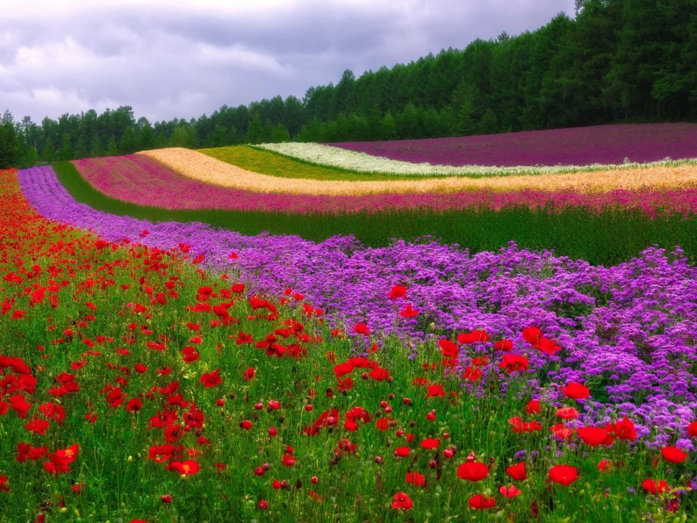 Красивые цветущие поля