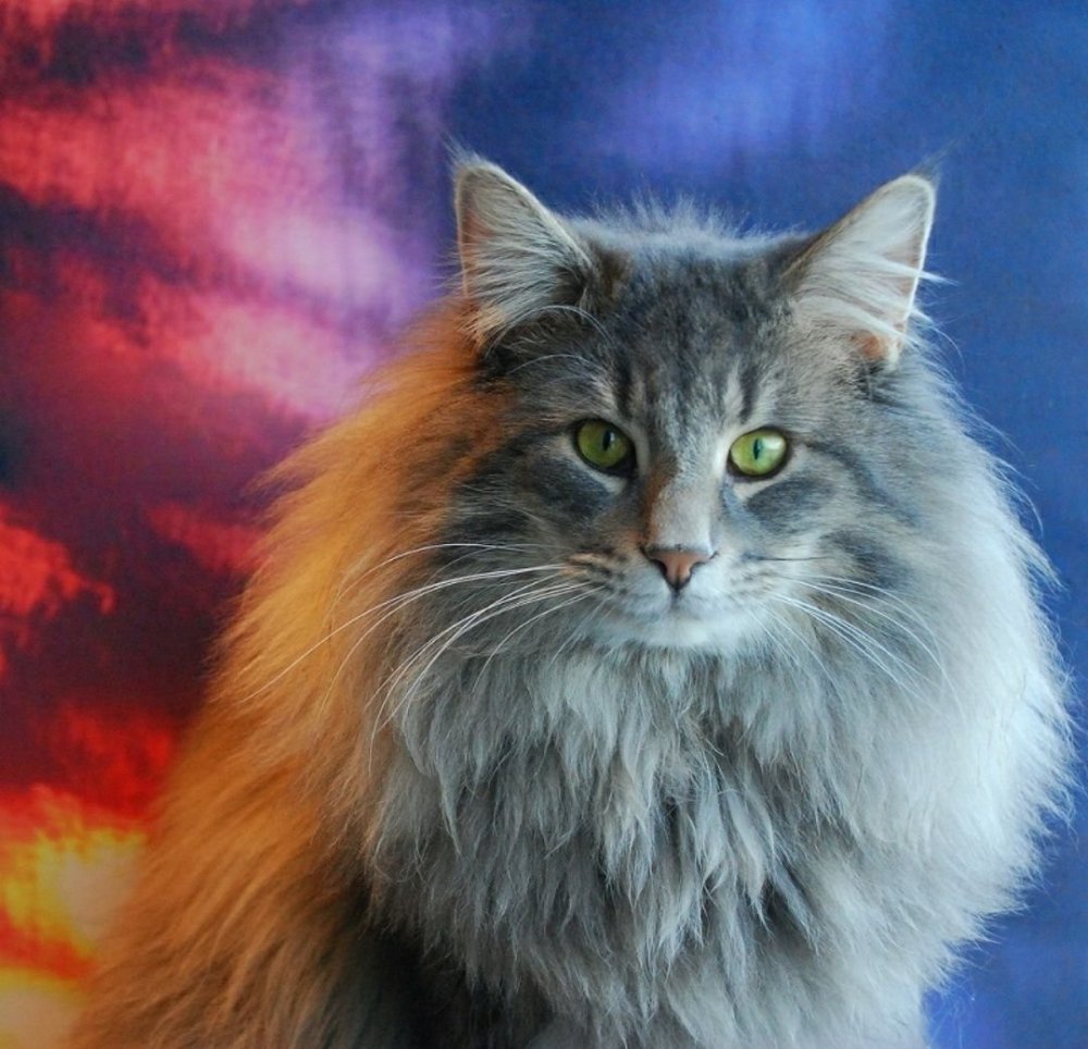 Сибирская кошка табби Браун