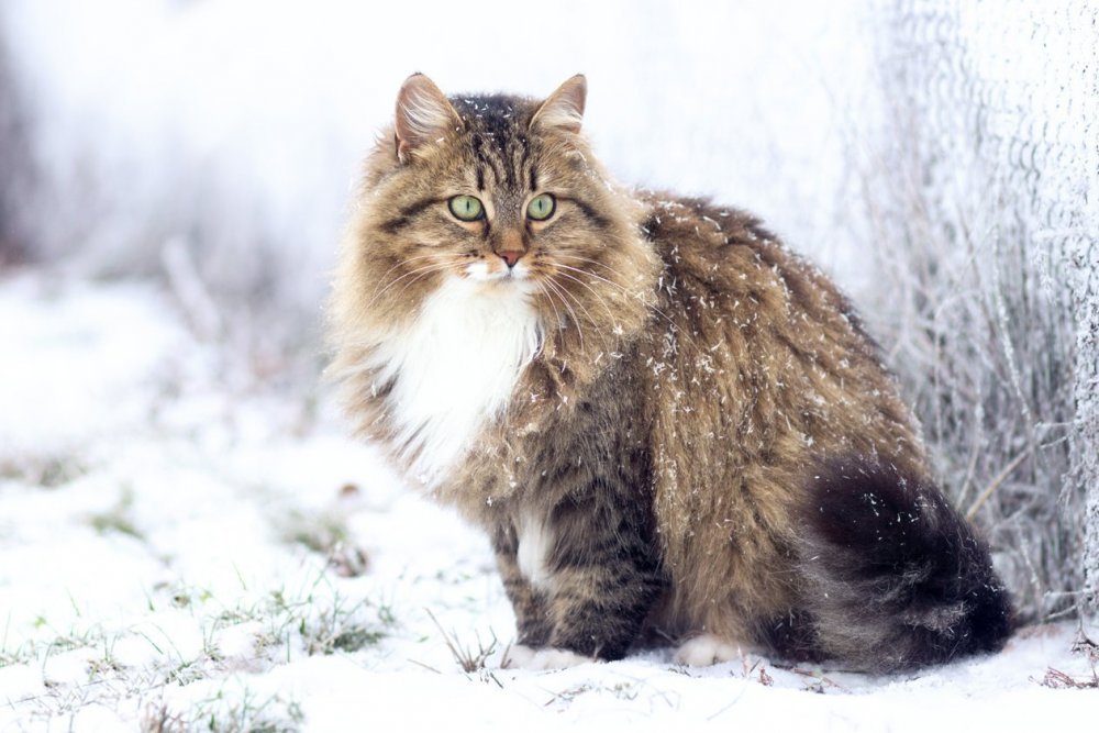 Сибирская кошка морда