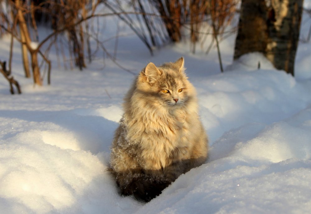 Сибирские коты короткошерстные