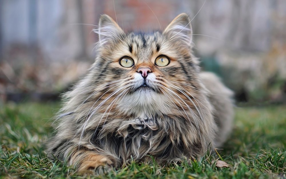 Сибирский кот дикий окрас