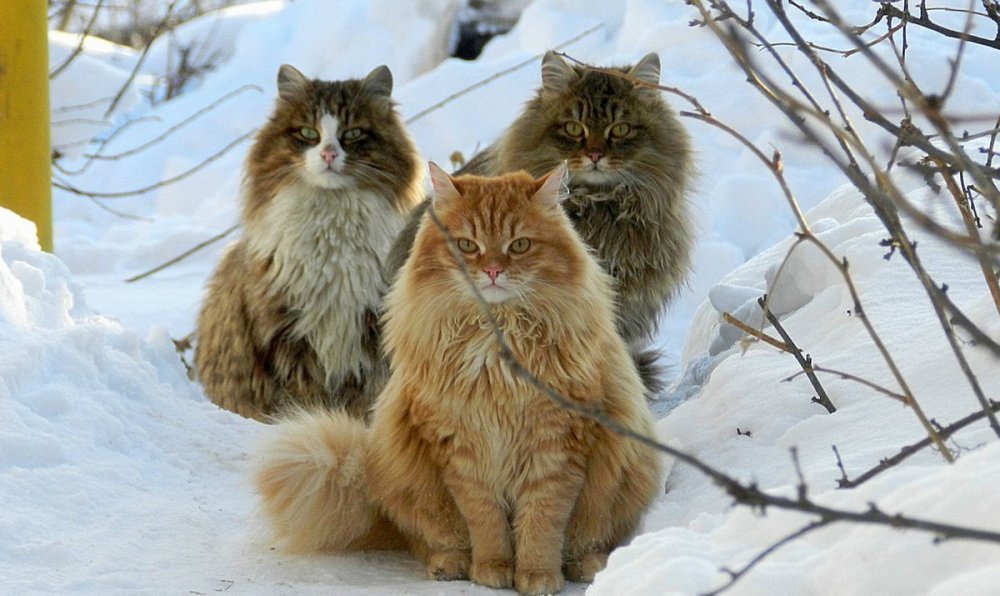Сибирский кот Уссури