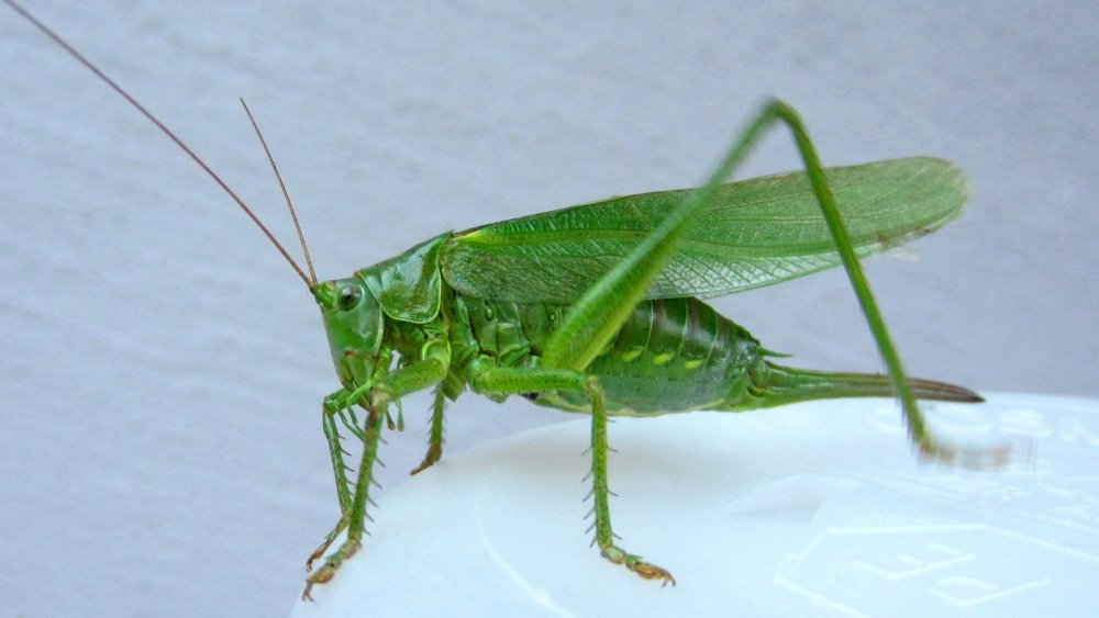 Grasshopper («кузнечик», 1946).