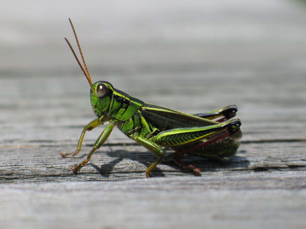 Grasshopper кузнечик