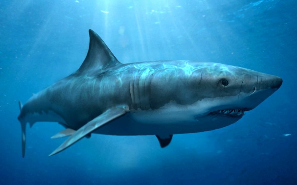 МЕГАЛОДОН акула монстр