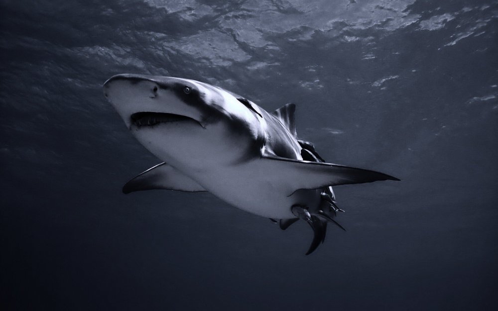 Большая белая акула кархародон челюсти