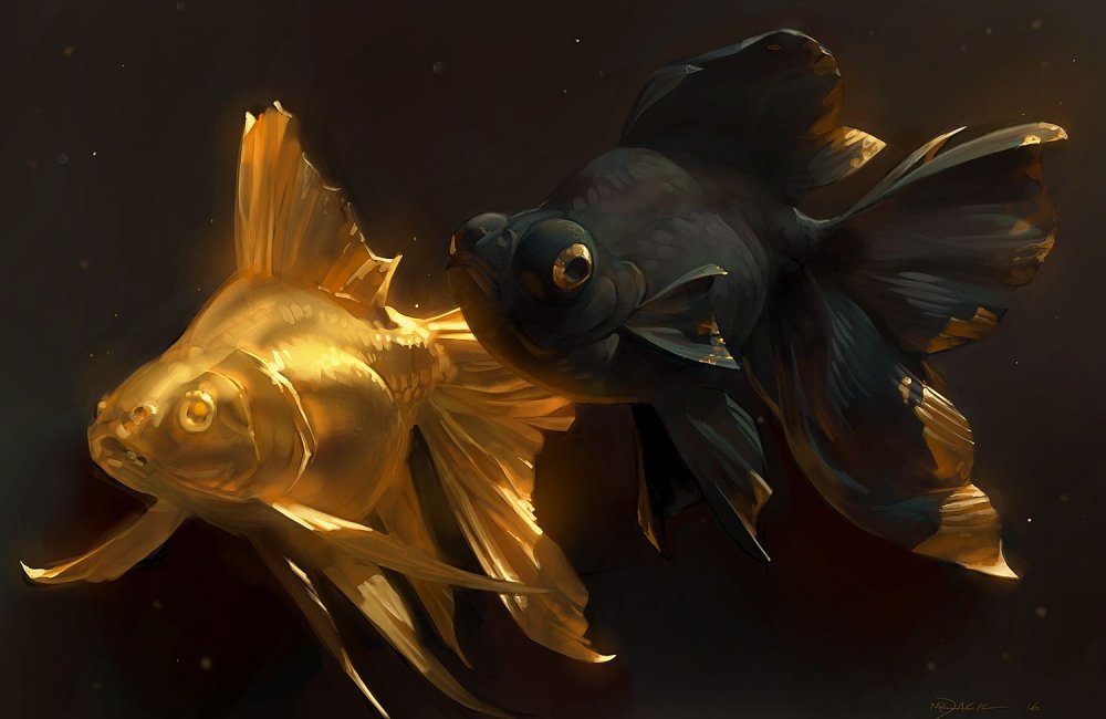Золотая рыбка вуалехвост черный