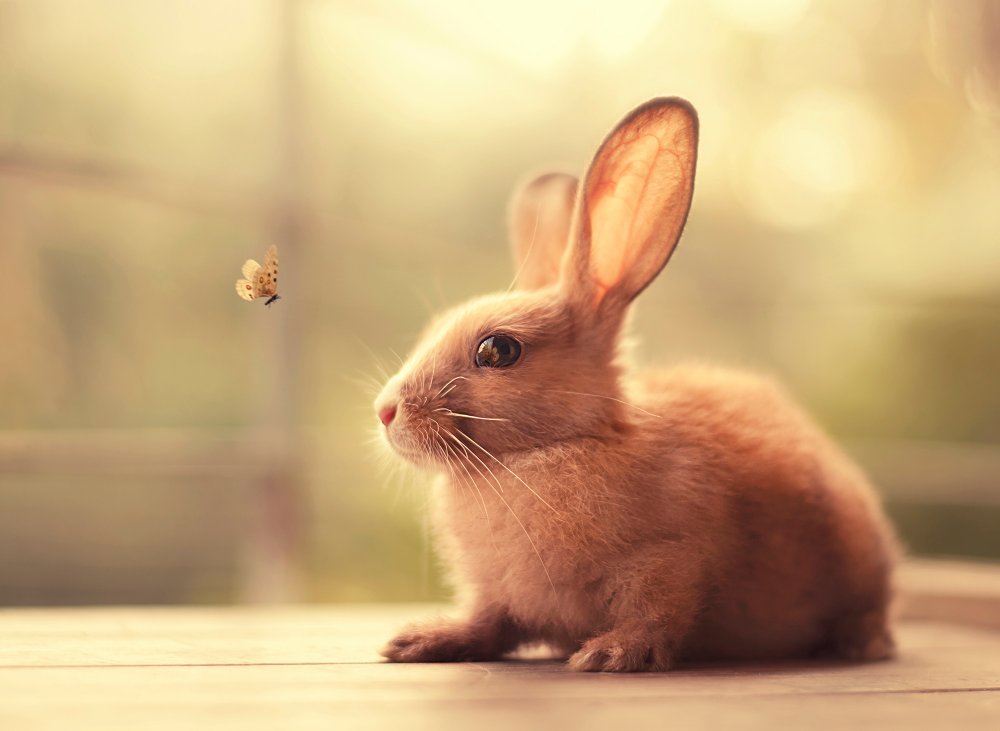 Милые крольчата