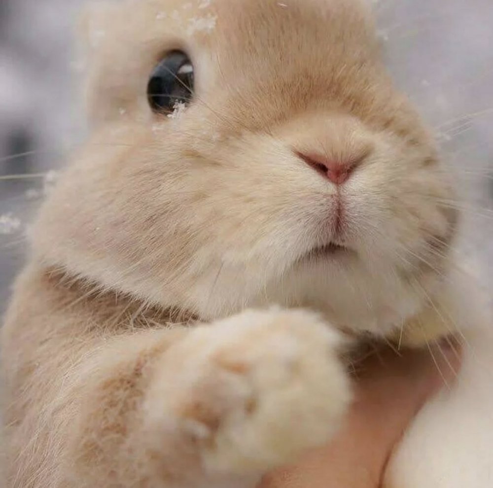 Много милых кроликов
