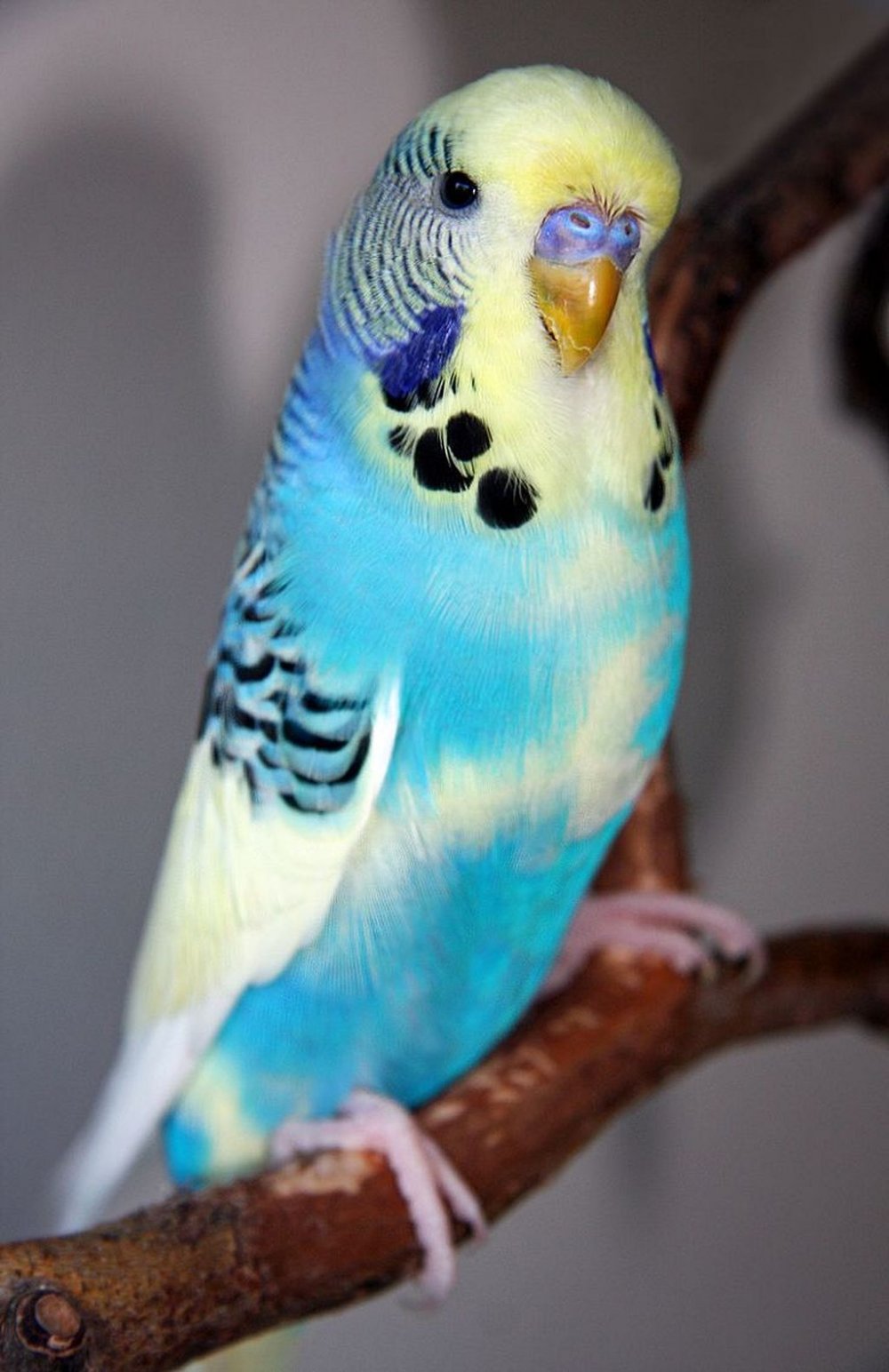 Волнистый попугайчик голубой девочка