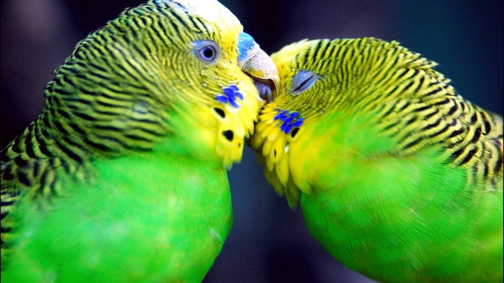 Одноцветные волнистые попугаи