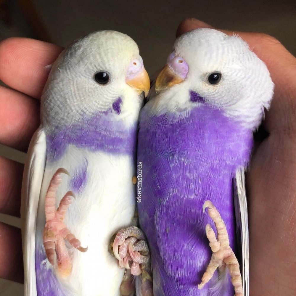 Волнистый попугайчик фиолетовый