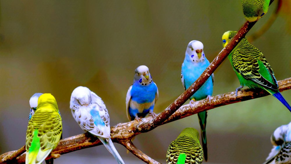Членистые попугайчики