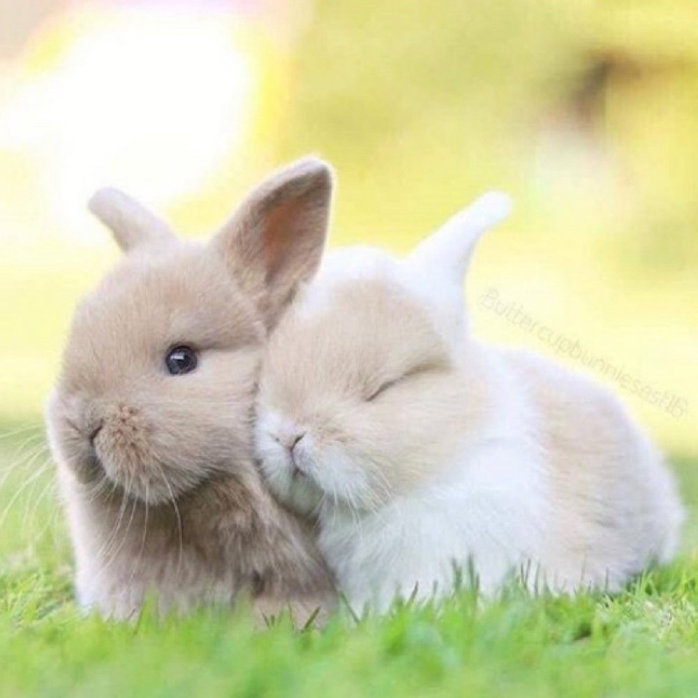 Миленькие кролики