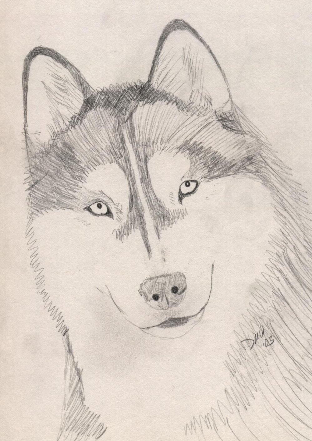 Портрет собаки карандашом