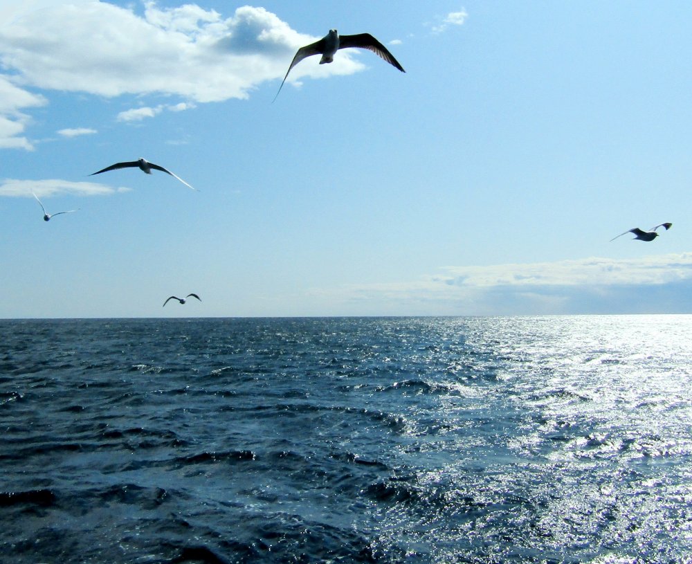 Птицы черного моря Альбатрос