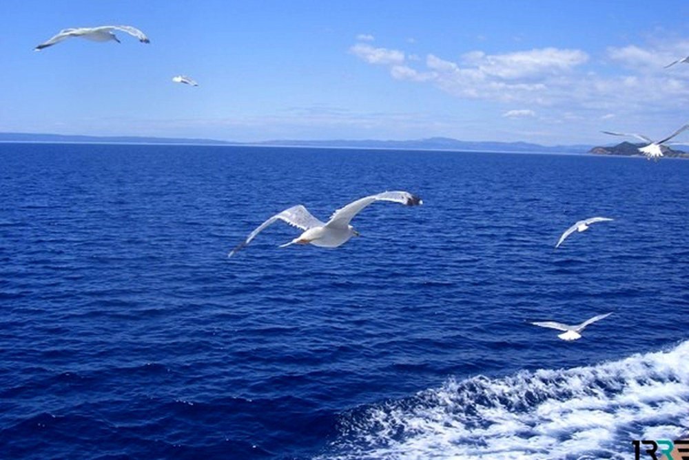 Чайки над морем