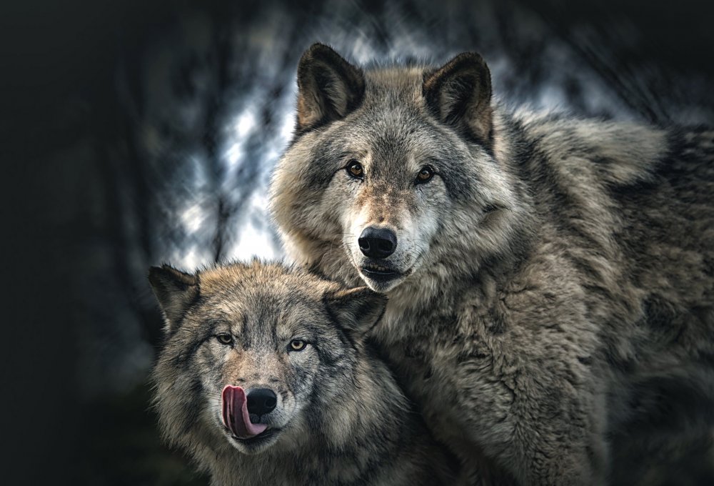 Волчья пара