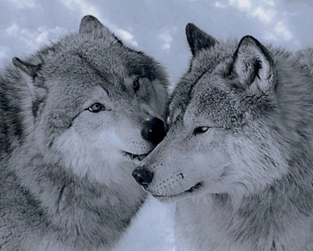 Волки любовь
