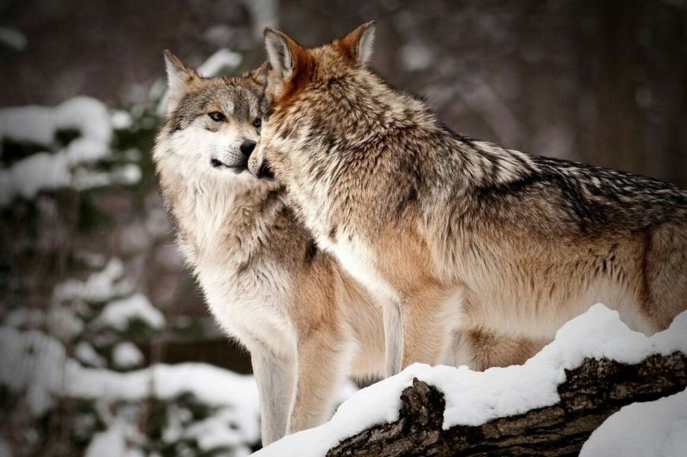 Два красивых волка