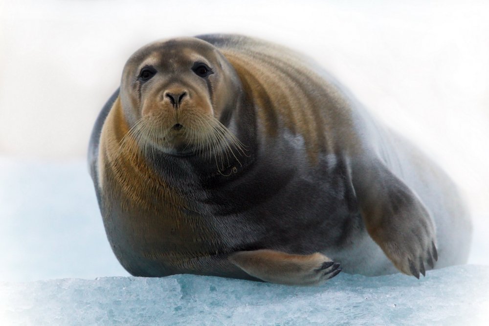 Белек гренландского тюленя