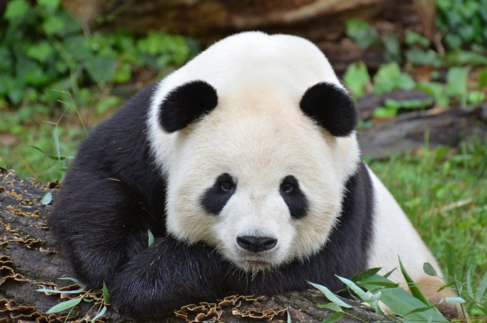 Грустная маленькая Панда