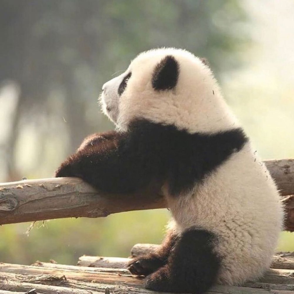 Панда сидит спиной