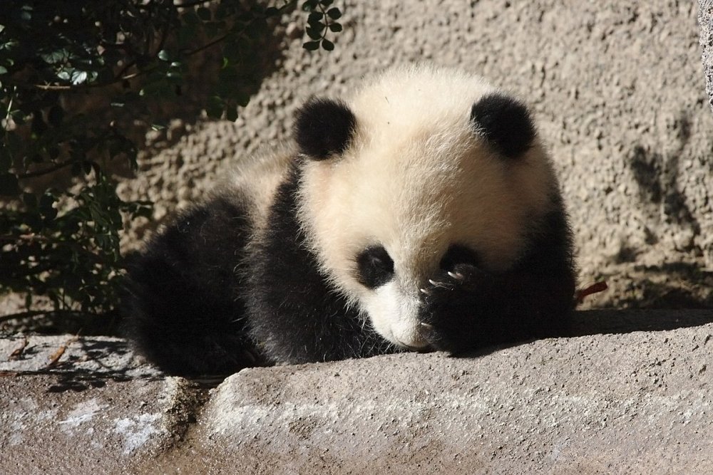 Грустная Панда