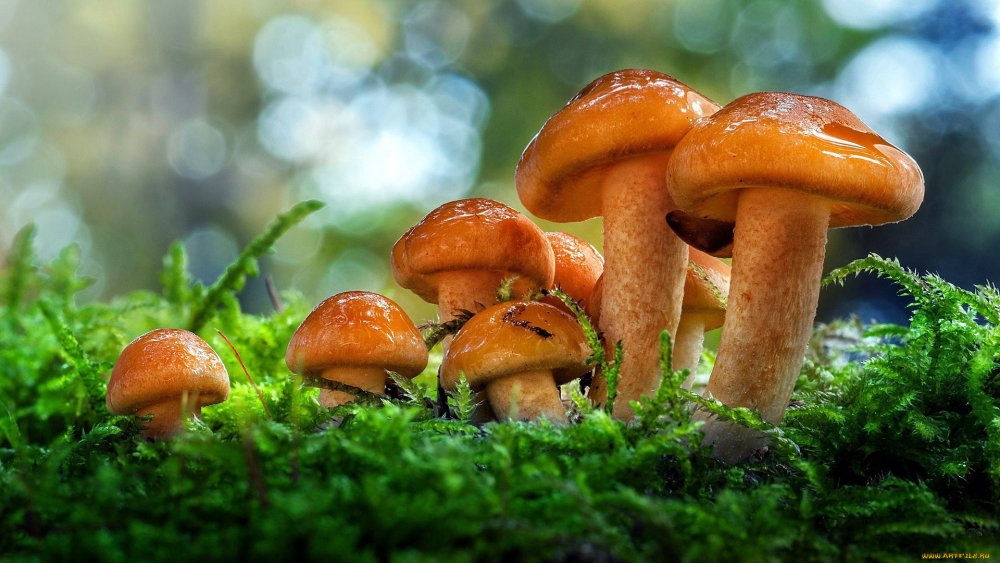 Красивые Лесные грибы