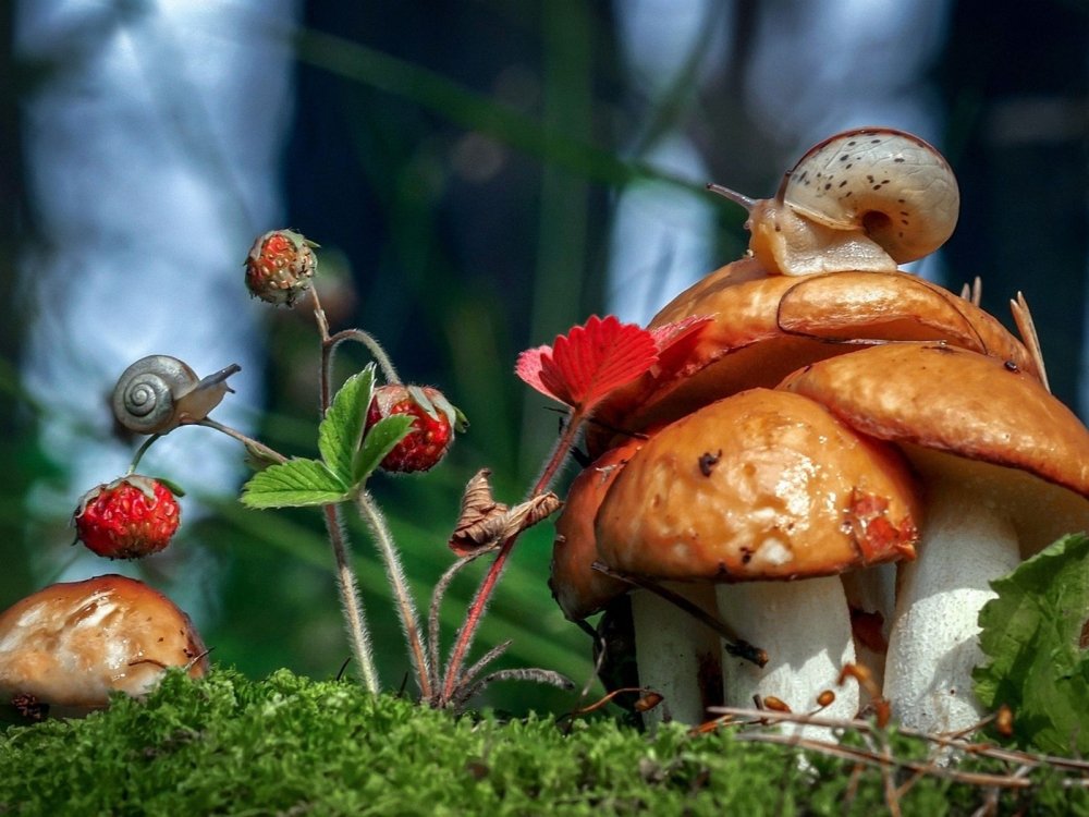 Красивые грибочки
