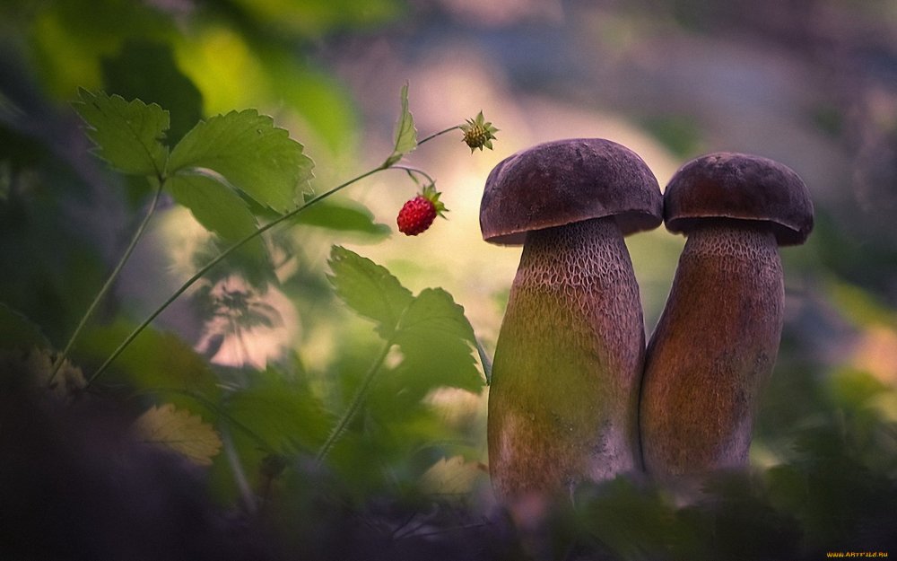 Красивые грибочки