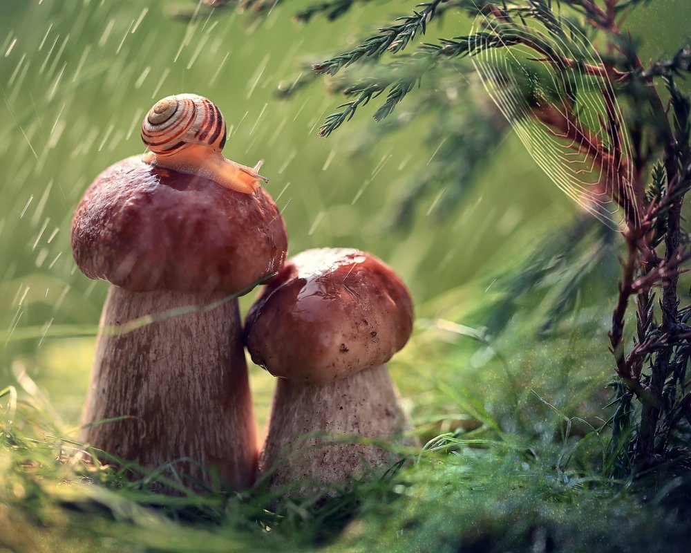 Красивые грибы в лесу