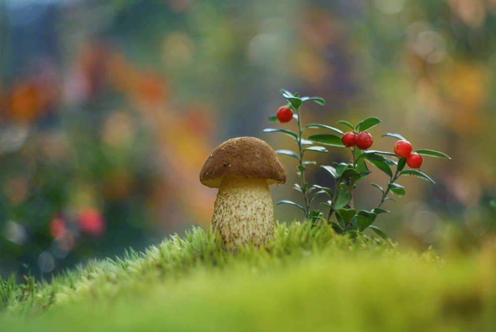 Фон природа грибы