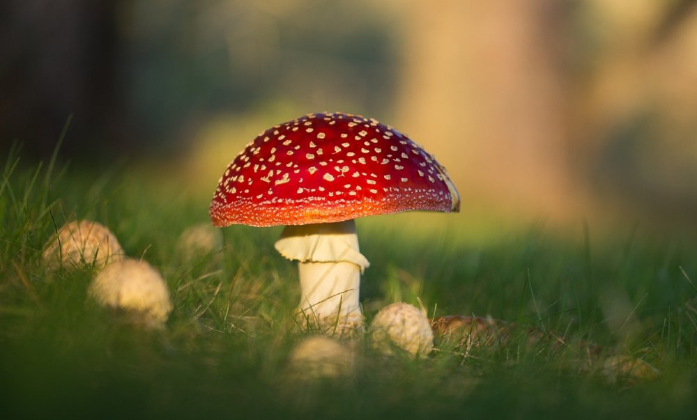 Красивые картинки грибов