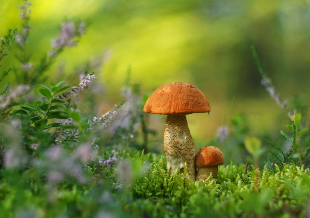 Красивые грибы в красивом лесу