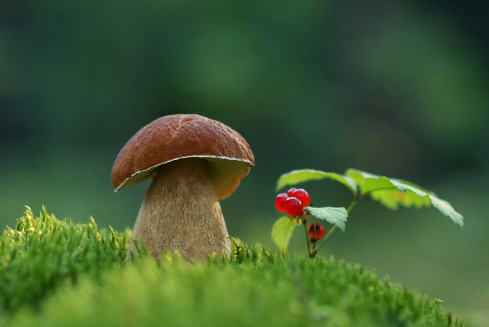 Красивая природа с грибами