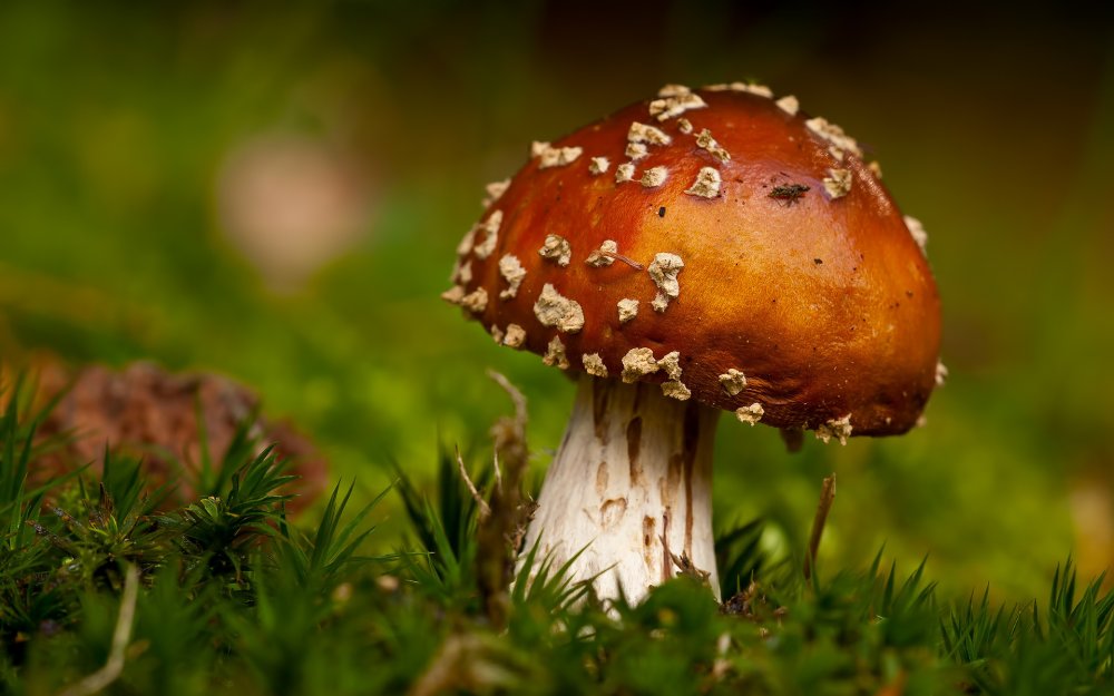 Самые экзотические грибы