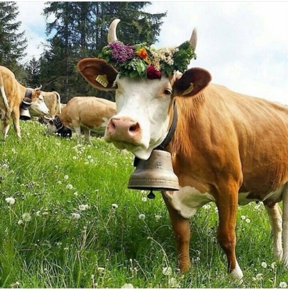 Корова в венке