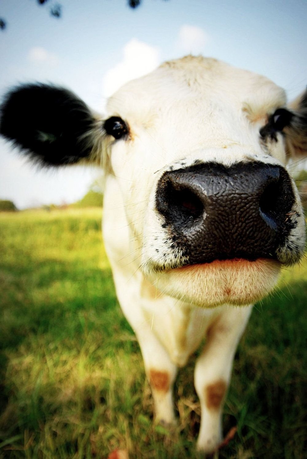 Фотографии коровки. Корова. Милые коровы. Красивая корова. Коровка корова.