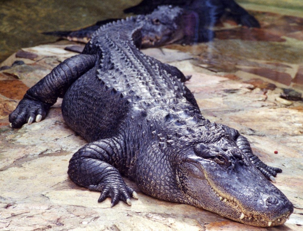 Нильский и гребнистый крокодил