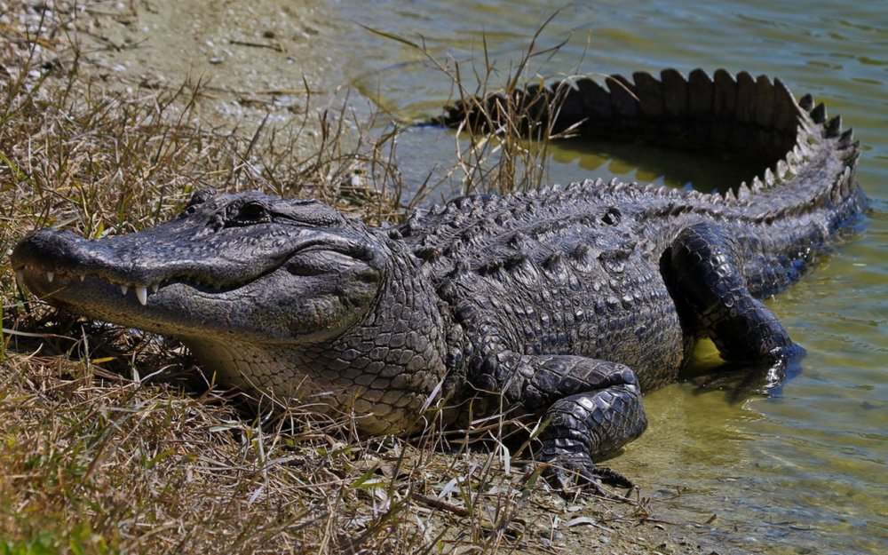 Болотный крокодил (Crocodylus palustris)