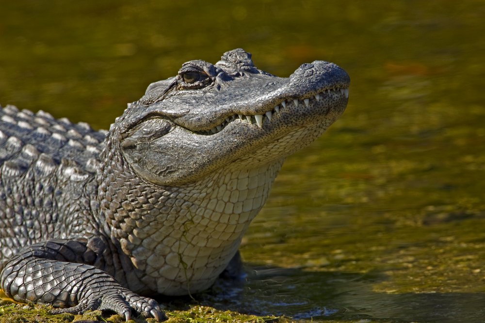 Самый красивый крокодил