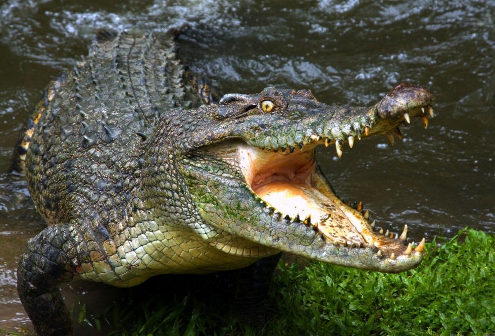 Caiman крокодиловый Кайман морда
