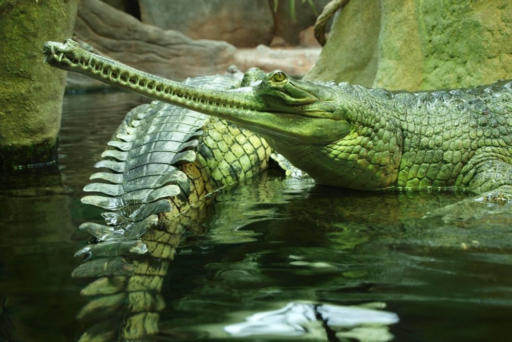 Чёрный Нильский крокодил