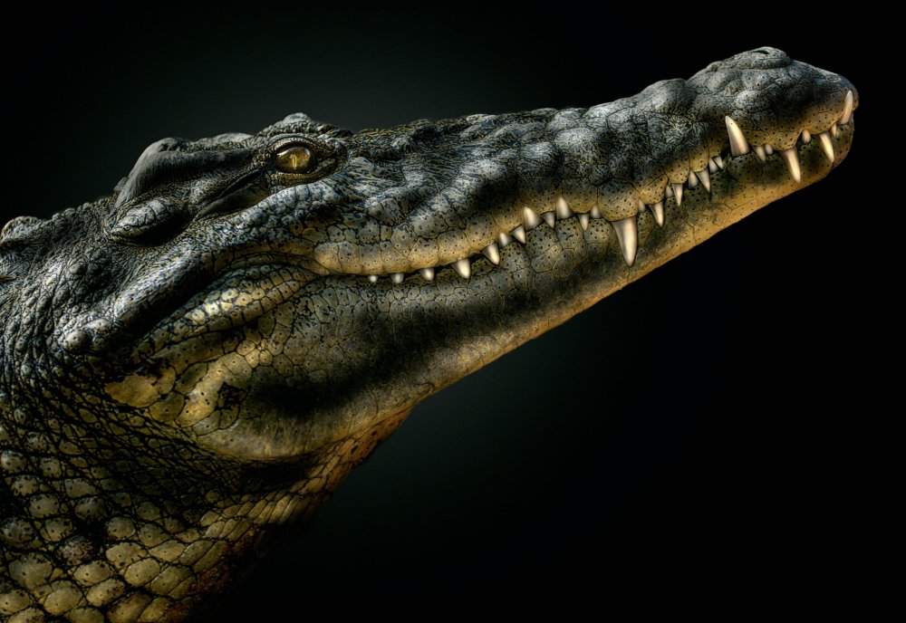 28990 Рептилия крокодил