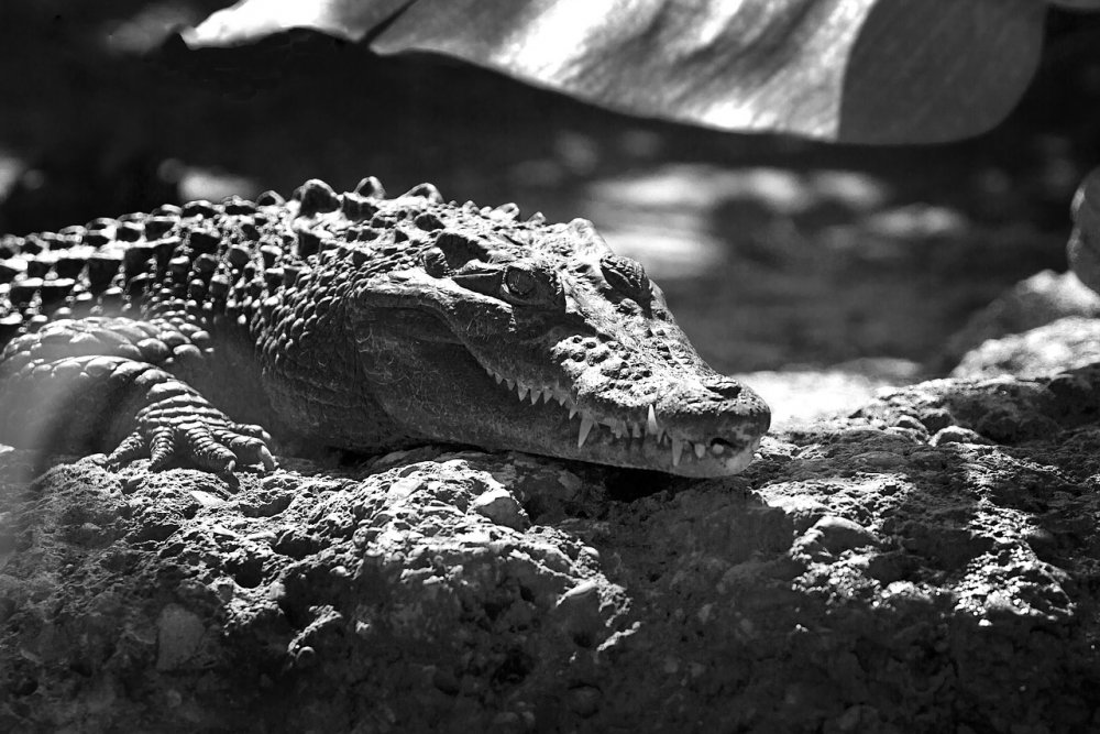 Африка Нильский крокодил