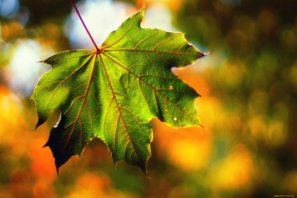 Осень листья природа