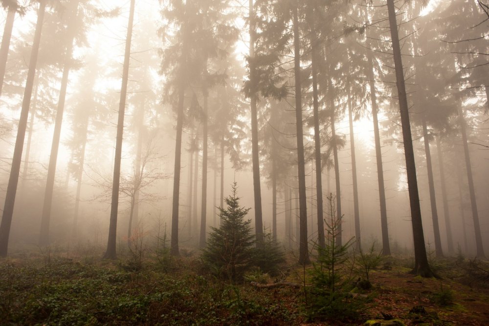 Туман в Сосновом лесу Шишкин