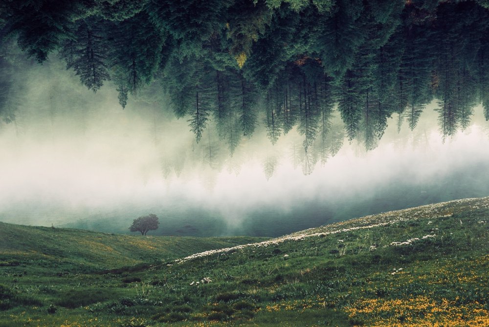 Туман над лесом