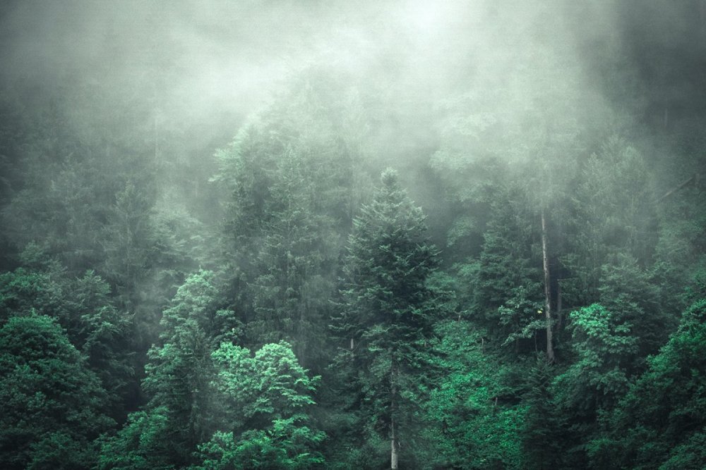 Картинки лес в тумане